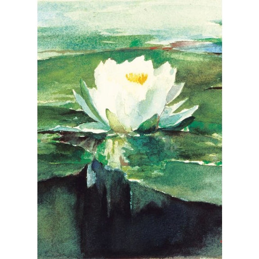 Water Lily in Sunlight image 0